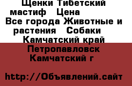  Щенки Тибетский мастиф › Цена ­ 50 000 - Все города Животные и растения » Собаки   . Камчатский край,Петропавловск-Камчатский г.